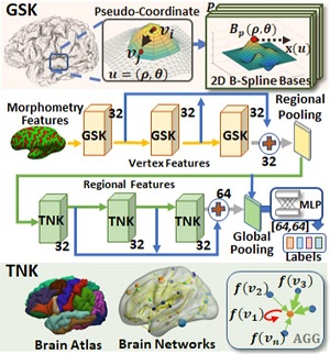 Image of Deep Multimodal Brain Network Learning for Joint Analysis of Structural Morphometry and Functional Connectivity