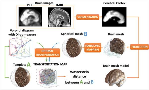 Image of An Optimal Transportation based Univariate Neuroimaging Index
