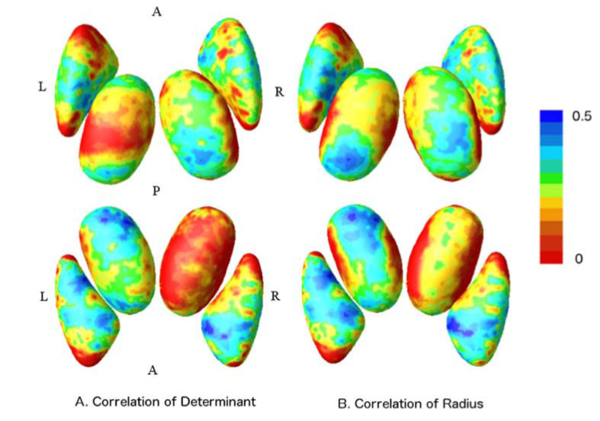 Image of Thalamic alterations in preterm neonates and its relation to ventral striatum disturbances revealed by a combined shape and pose analysis