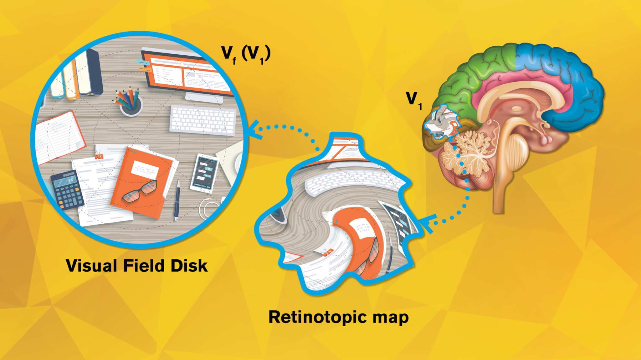 retinotopic map