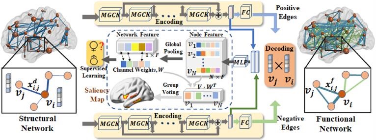 Deep Representation Learning For Multimodal Brain Networks