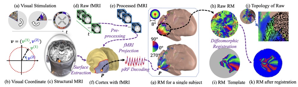 Image of Diffeomorphic Registration for Retinotopic Maps of Multiple Visual Regions

